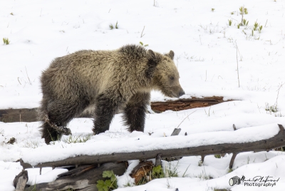 Snow and Cub May 2025